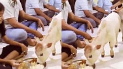 बच्ची के थाली में खाना खाती नजर आई गाय, खूब वायरल हो रहा ये वीडियो