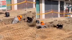 कड़ी धूप में मेहनत करता देख मालिक की मदद करने लगा कुत्ता, वीडियो देख आपका भी दिल हो जाएगा प्रसन्न