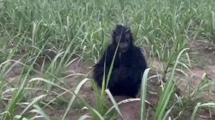 UP Lakhimpur Kheri | UP MONKEY | BEAR