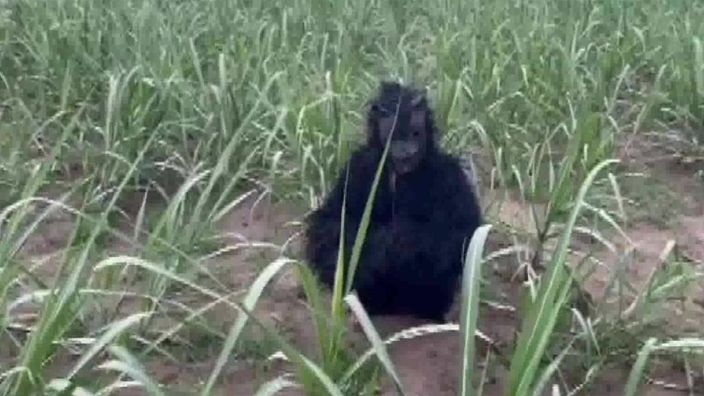 UP Lakhimpur Kheri | UP MONKEY | BEAR