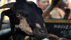 बकरियों को लेकर हुई लड़ाई तो आरोपी ने पड़ोसी का काट दिया प्राइवेट पार्ट, जानिए क्या है पूरा मामला