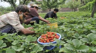 Horticulture | Farmer
