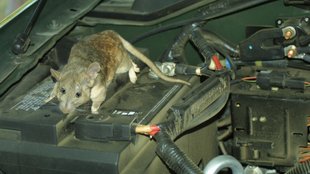 How To Keep Rats Away From Cars । ways to prevent rats from entering the car । rats in car tips and tricks