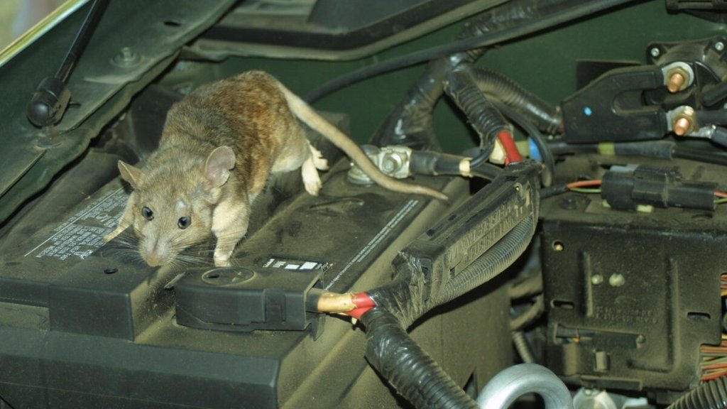 How To Keep Rats Away From Cars । ways to prevent rats from entering the car । rats in car tips and tricks