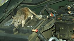 How To Keep Rats Away From Cars: कार में चूहों की घुसपैठ से हैं परेशान ? तो ये 6 टिप्स करेंगे आपकी मुश्किल आसान