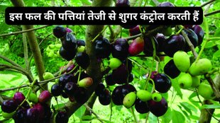 jamun ke pattey ke labh,डायबिटीज को कैसे कम करें,डायबिटीज कंट्रोल करने के उपाय,