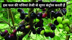 फास्टिंग शुगर 100 mg/dL को पार कर जाए तो सुबह खाली पेट जामुन की पत्तियां चबाएं, तेजी से इंसुलिन बढ़ेगा और शुगर लेवल झट से होगा कंट्रोल