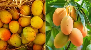 Jardalo | Mango
