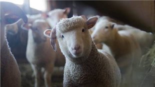 Lamb