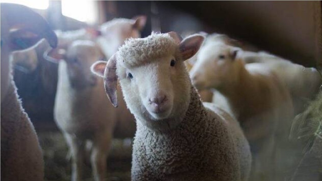 Lamb