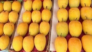 Mango | Bihar | Nitish Kumar |