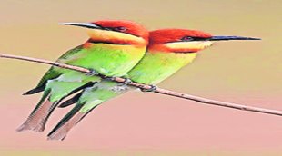 Migrant Birds | Uttrakhand