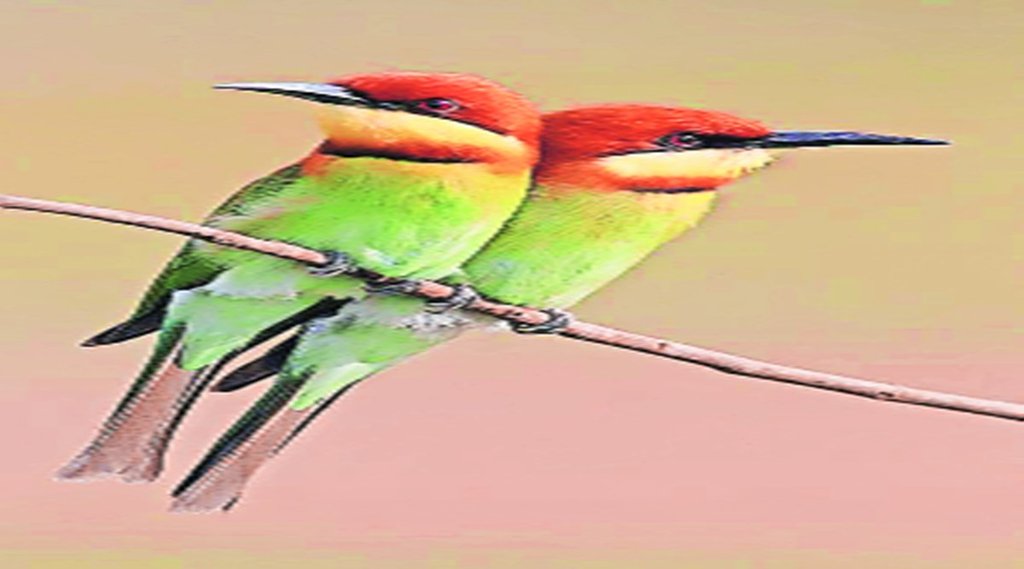 Migrant Birds | Uttrakhand