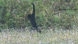 Monkey II Viral News II Hindi news