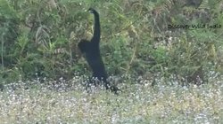 OMG! इंसानों की तरह दो पैरों पर दौड़ते बंदर को देख हर कोई हैरान