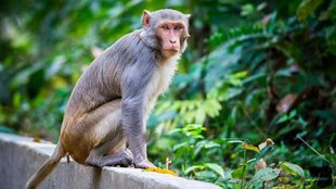 Monkey II Viral video II madhya Pradeshj
