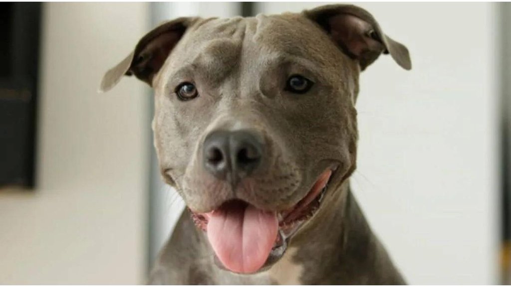 PITBULL BITE |
