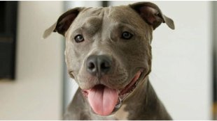 PITBULL BITE| gaziabad|