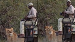 जंगल में फोटोग्राफी कर रह था शख्स, अचानक सामने आया बब्बर शेर; वीडियो देख आनंद महिंद्रा ने पूछा ये सवाल