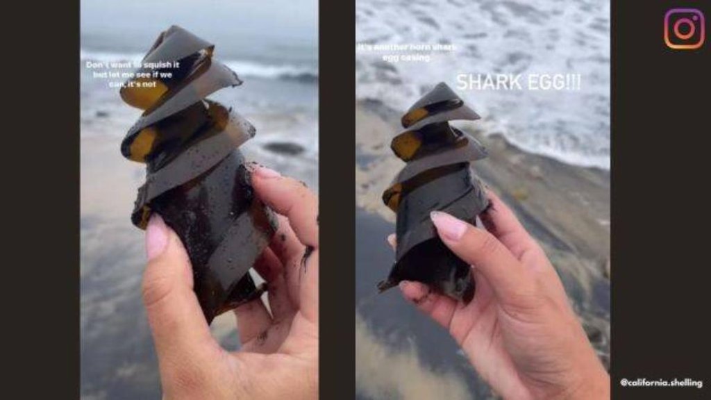 Shark Fish II Fish Egg II Trending News