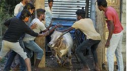 सांड की टक्कर से किसान की हड्डी टूटी, डीएम को नोटिस भेज पांच लाख के मुआवजे की रखी डिमांड