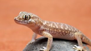 home remedies to get rid of lizards । Lizards । chipkali bhagane ke gharelu upay । Lizards At Home । Health Risks From Lizards