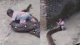 Viral Video II Snake Video II Trending News