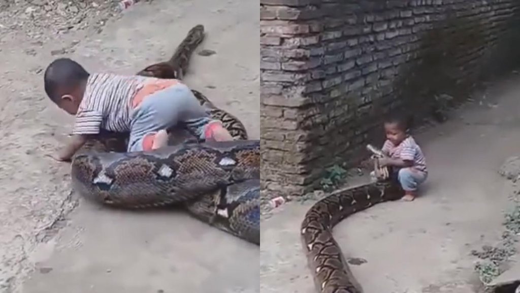 Viral Video II Snake Video II Trending News