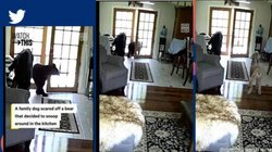 घर में घुस आया भालू लेकिन कुत्ते को देखते ही हालत हुई खराब, उलटे पैर भागने पर हुआ मजबूर