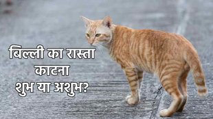 cat crossing road good or bad luck billi ke rasta katna achcha ya bura