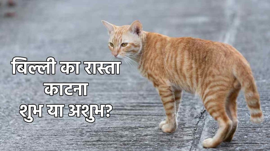 cat crossing road good or bad luck billi ke rasta katna achcha ya bura
