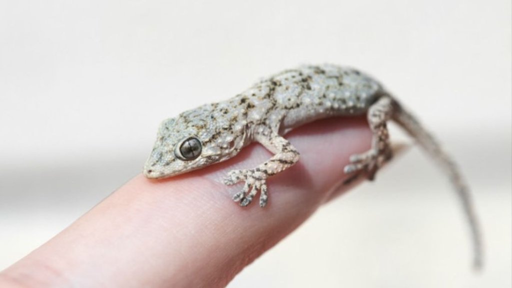 chipkali ka girna, Shastra for Lizard