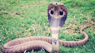 cobra