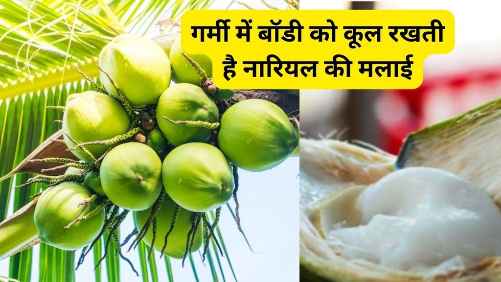 coconut malai benefits in summer,coconut malai health advantages,coconut malai uses,coconut malai weight loss