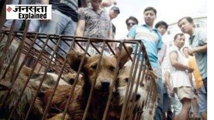 dog meat, nagaland government