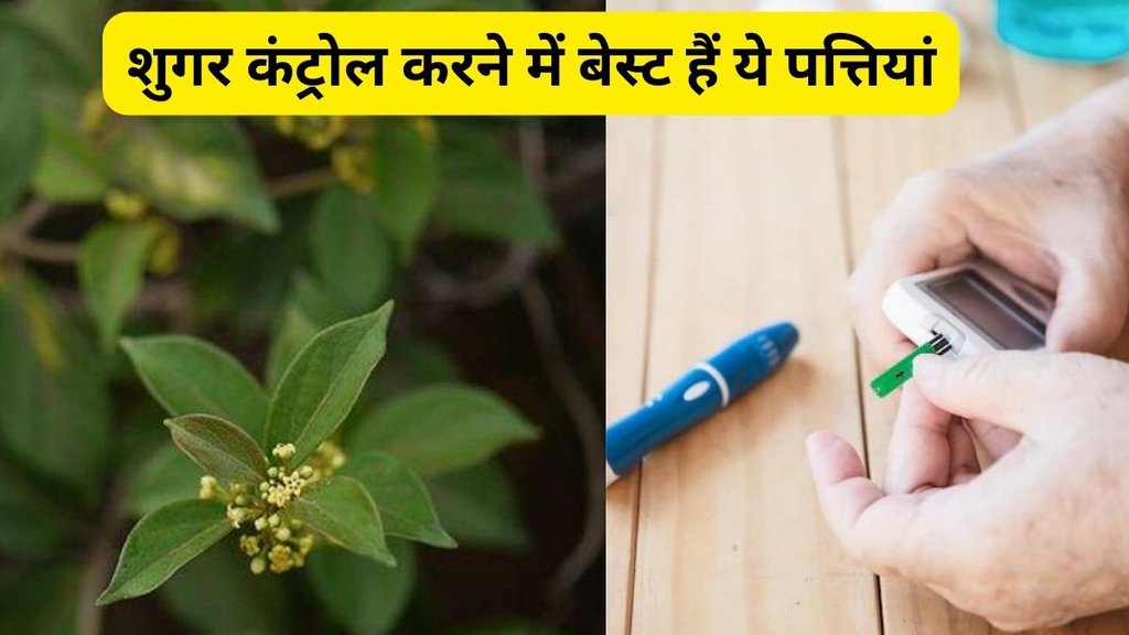 benefits of insulin plant, blood sugar spike,how to control blood sugar, healthy leaf for blood sugar control,Gurmar, Gurmar leaves, Gurmar insulin,