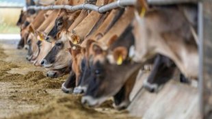 maharashtra news | Nashik for killing man | transporting beef