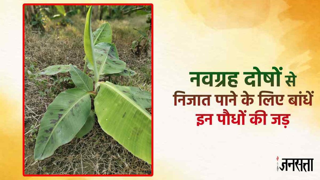 Navgrah dosh upya, wearing these plants root to get rid