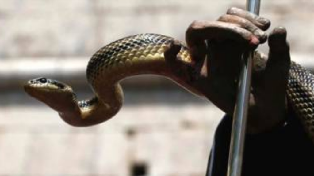 snake