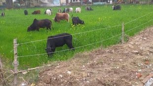 stray cow in field
