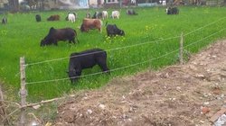 आवारा पशुओं ने बढ़ाई मुसीबतें, चर रहे खेत; बढ़े सड़क हादसे