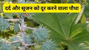 castor oil plant, Pain relief remedies, Natural remedies for inflammation and swelling, Ayurvedic herbs for pain and inflammation, Castor oil plant benefits in Ayurveda, Ricinus Communis (castor oil plant) for health, Ayurvedic herbs for neurological conditions, Anti-inflammatory properties of castor oil plant