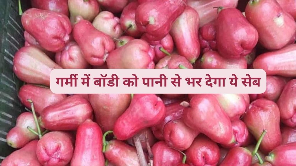 information about water apple in Hindi,rose apple,Jawa Apple,malay apple,Rose apple in Hindi,how to grow water Apple plant in Hindi