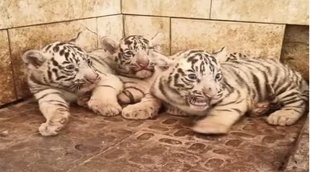 white tiger | Maitribagh