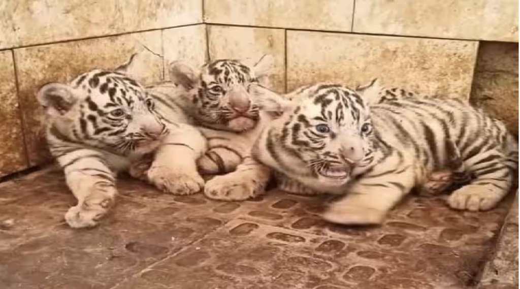 white tiger | Maitribagh