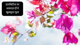 Diabetes । Diabetes Control Tips । Bougainvillea For Diabetes । Bougainvillea Flower For Diabetes