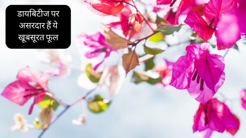 Diabetes । Diabetes Control Tips । Bougainvillea For Diabetes । Bougainvillea Flower For Diabetes
