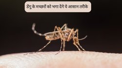 आसपास मंडराते मच्छरों से सता रहा है डेंगू का खतरा? स्प्रे या कॉइल नहीं इन देसी तरीकों का लें सहारा, दूर होगी मुसीबत