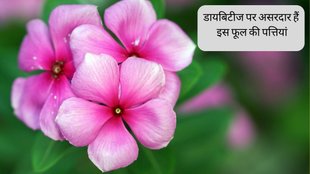 Diabetes Control Tips । Diabetes Control Juice । Diabetes Symptoms । sadabahar flower for Diabetes
