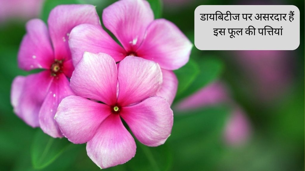 Diabetes Control Tips । Diabetes Control Juice । Diabetes Symptoms । sadabahar flower for Diabetes